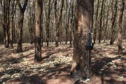 Rubber trees hit by a fire in a rural area - Poloni city - Sao Paulo state (SP) - Brazil