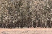 Rubber trees hit by a fire in a rural area - Poloni city - Sao Paulo state (SP) - Brazil