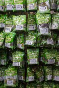 Herbs for sale at the Rio Vermelho Market (Ceasinha) - Salvador city - Bahia state (BA) - Brazil