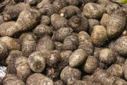 Yam for sale at the Rio Vermelho Market (Ceasinha) - Salvador city - Bahia state (BA) - Brazil