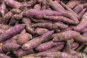 Sweet potato for sale at the Rio Vermelho Market (Ceasinha) - Salvador city - Bahia state (BA) - Brazil