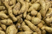 Taro Potato for sale at the Rio Vermelho Market (Ceasinha) - Salvador city - Bahia state (BA) - Brazil