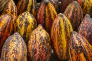 Cocoa for sale at the Rio Vermelho Market (Ceasinha) - Salvador city - Bahia state (BA) - Brazil