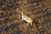 Picture taken with drone of a fire in pastures with cattle killed by the fire - Neves Paulista city - Sao Paulo state (SP) - Brazil