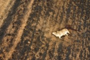 Picture taken with drone of a fire in pastures with cattle killed by the fire - Neves Paulista city - Sao Paulo state (SP) - Brazil