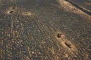 Picture taken with drone of a fire in pastures with cattle killed by the fire - Neves Paulista city - Sao Paulo state (SP) - Brazil