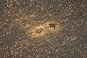 Picture taken with drone of a fire in pastures with cattle killed by the fire - Neves Paulista city - Sao Paulo state (SP) - Brazil