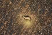 Picture taken with drone of a fire in pastures with cattle killed by the fire - Neves Paulista city - Sao Paulo state (SP) - Brazil