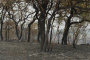 Fire in legal reserve area and pastures - Neves Paulista city - Sao Paulo state (SP) - Brazil