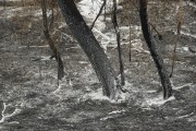 Fire in legal reserve area and pastures - Neves Paulista city - Sao Paulo state (SP) - Brazil