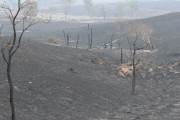 Fire in legal reserve area and pastures - Neves Paulista city - Sao Paulo state (SP) - Brazil