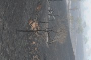 Fire in legal reserve area and pastures - Neves Paulista city - Sao Paulo state (SP) - Brazil