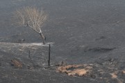 Fire in legal reserve area and pastures - Neves Paulista city - Sao Paulo state (SP) - Brazil