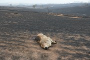 Fire in pastures with cattle killed by the fire - Neves Paulista city - Sao Paulo state (SP) - Brazil