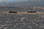 Fire in pastures with cattle killed by the fire - Neves Paulista city - Sao Paulo state (SP) - Brazil