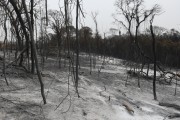 Fire in pastures with cattle killed by the fire - Neves Paulista city - Sao Paulo state (SP) - Brazil