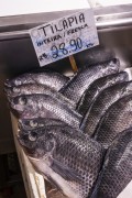 Fishes for sale at the Rio Vermelho Market (Ceasinha) - Salvador city - Bahia state (BA) - Brazil