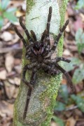 Black Tarantula Spider (Grammostola pulchra) - Near Anavilhanas National Park - Novo Airao city - Amazonas state (AM) - Brazil