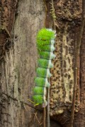 Caterpillar on tree branch - Near Anavilhanas National Park - Novo Airao city - Amazonas state (AM) - Brazil