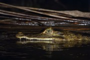 Spectacled caiman (Caiman crocodilus) in the Negro River - Anavilhanas National Park - Novo Airao city - Amazonas state (AM) - Brazil