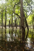 Amazon forest flooded by Negro River - Anavilhanas National Park - Novo Airao city - Amazonas state (AM) - Brazil