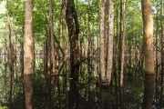 Amazon forest flooded by Negro River - Anavilhanas National Park - Novo Airao city - Amazonas state (AM) - Brazil