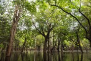 Amazon forest flooded by Negro River - Anavilhanas National Park - Novo Airao city - Amazonas state (AM) - Brazil