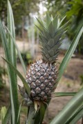 Pineapple fruiting near the Anavilhanas Archipelago - Novo Airao city - Amazonas state (AM) - Brazil