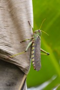 colorful grasshopper on banana tree leaf near the Anavilhanas Archipelago - Novo Airao city - Amazonas state (AM) - Brazil