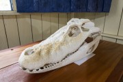 Skull of a Black caiman on display in the Santo Antonio community - Rio Negro Sustainable Development Reserve - Near the Anavilhanas Archipelago - Novo Airao city - Amazonas state (AM) - Brazil