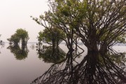 Amazon forest flooded by Negro River - Anavilhanas National Park - Novo Airao city - Amazonas state (AM) - Brazil