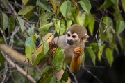 Common squirrel monkey (Saimiri sciureus) - Near Anavilhanas National Park - Novo Airao city - Amazonas state (AM) - Brazil