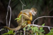 Common squirrel monkey (Saimiri sciureus) - Near Anavilhanas National Park - Novo Airao city - Amazonas state (AM) - Brazil