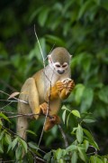 Common squirrel monkey (Saimiri sciureus) - Near Anavilhanas National Park - Novo Airao city - Amazonas state (AM) - Brazil