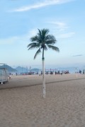 Detail of palm tree on top of wooden beam - Copacabana Beach - Rio de Janeiro city - Rio de Janeiro state (RJ) - Brazil