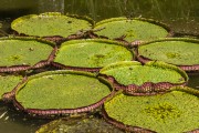 Detail of victorias regia (Victoria amazonica) - also known as Amazon Water Lily or Giant Water Lily - Frei Leandro Lake - Botanical Garden of Rio de Janeiro - Rio de Janeiro city - Rio de Janeiro state (RJ) - Brazil