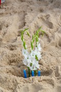 Offerings for Yemanja During the party on the day of the Queen of the Sea - Arpoador Beach - Rio de Janeiro city - Rio de Janeiro state (RJ) - Brazil