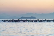 Practitioners of Stand up paddle watching the sunrise - post 6 of Copacabana Beach - Rio de Janeiro city - Rio de Janeiro state (RJ) - Brazil