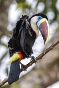 Detail of white-throated toucan (Ramphastos tucanus) near the small riverine community - Anavilhanas National Park - Manaus city - Amazonas state (AM) - Brazil