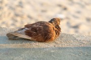 Pigeon on Copacabana Beach - Rio de Janeiro city - Rio de Janeiro state (RJ) - Brazil