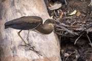 Agami Heron (Agamia agami) - Anavilhanas National Park - Manaus city - Amazonas state (AM) - Brazil