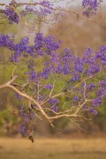 Flowering Jacaranda - Caiman Refuge - Miranda city - Mato Grosso do Sul state (MS) - Brazil
