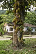 Jackfruit Tree - Dois Rios Village - Angra dos Reis city - Rio de Janeiro state (RJ) - Brazil