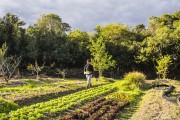 Production of organic food at Capororoca Site - Porto Alegre city - Rio Grande do Sul state (RS) - Brazil