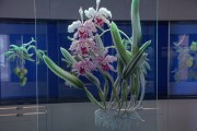 Interior of the Botanical Garden Museum - Rio de Janeiro city - Rio de Janeiro state (RJ) - Brazil