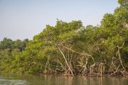 Mangrove in Guaratuba Bay - Guaratuba APA - Guaratuba city - Parana state (PR) - Brazil