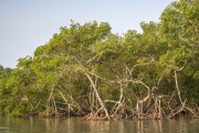 Mangrove in Guaratuba Bay - Guaratuba APA - Guaratuba city - Parana state (PR) - Brazil