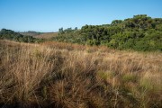 Natural fields in Guartela - Devonian Escarpment Environmental Protection Area - Tibagi city - Parana state (PR) - Brazil
