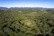 Picture taken with drone of Metropolitan State Forest - Piraquara city - Parana state (PR) - Brazil