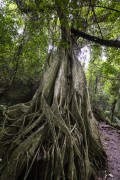 Fig root - Angra dos Reis city - Rio de Janeiro state (RJ) - Brazil